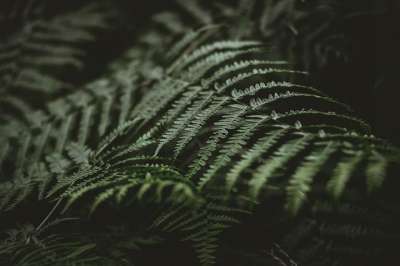 蕨类植物 树叶 绿色 自然 植物 森林 植物群 植物学 树叶