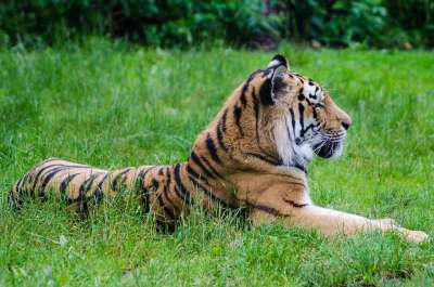 老虎 草 哺乳动物 动物 猫 猫科动物 有条纹的 野生动物