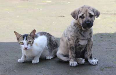 宠物 可爱的 动物 国内的 哺乳动物 狗 毛皮 小狗 猫