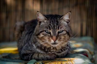 猫咪 动物医院 哺乳动物 小猫 毛皮 老虎 猫 甜的 肖像