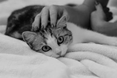 猫 地吻 家猫 猫脸 小猫 可爱的 亲爱的 猫眼 肖像 睡觉