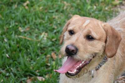拉布拉多 狗 户外 草地 草 宠物 犬类 迷你拉布拉多犬 动物