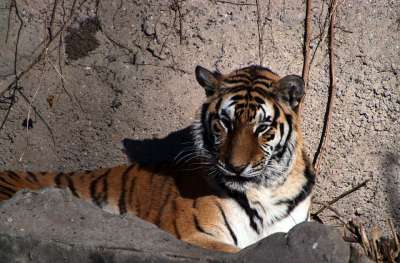 老虎 动物 野生猫 哺乳动物 动物群 野生动物