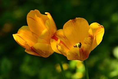 黄色郁金香 花 植物 花瓣 雌蕊 蕊 春天 早期的纰漏