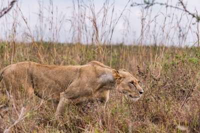 母狮 动物 苹果浏览器 狮子 女性 哺乳动物 大猫 野生动物