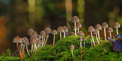 蘑菇 森林 苔藓 菌 真菌学