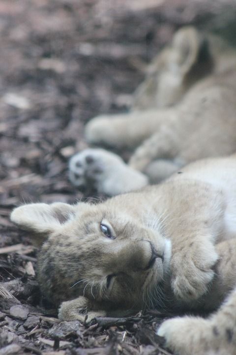 狮子 动物 幼狮 野猫 猫科动物 野生动物
