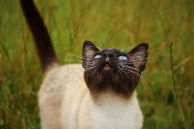 猫 品种猫 暹 暹罗 宿醉 草