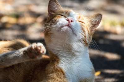 猫 家畜 划痕 户外 动物 猫肖像 红色的 白色的 宿醉 猫脸