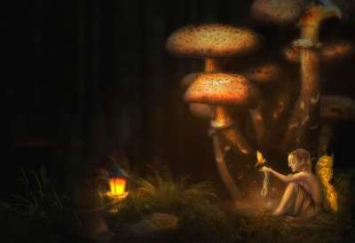 幻想 森林 仙女 灯 蘑菇 自然