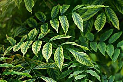 树叶 叶子 枝条 衬套 植物 静脉 图案 自然 花园 公园