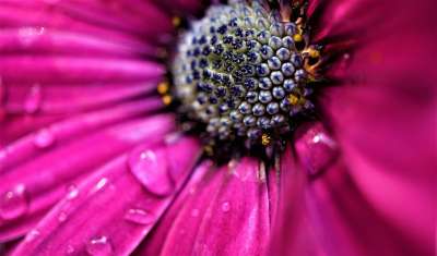 玛格丽特 花 晨露 花瓣 粉红色的花 湿的 露 露滴 雨滴