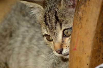 老虎 猫 婴儿 小猫