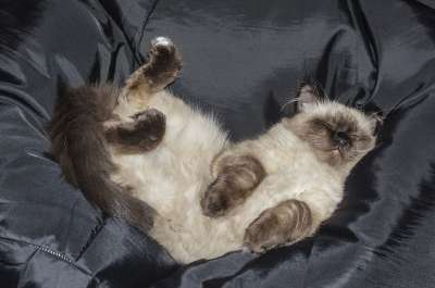 猫 小猫 宠物 大花猫 在看着 谎言 最喜欢的 可爱 曲奇 困