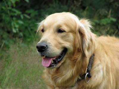 金毛猎犬 狗 动物 宠物 犬类 特写 肖像 金的 猎犬 美丽的