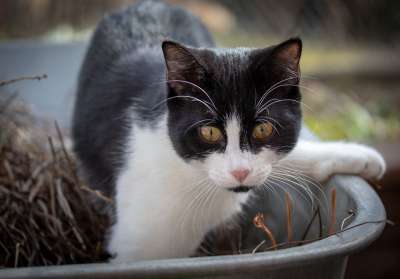 猫 动物 家畜 家猫 动物肖像 俏皮的 花园 独轮车 黑色的