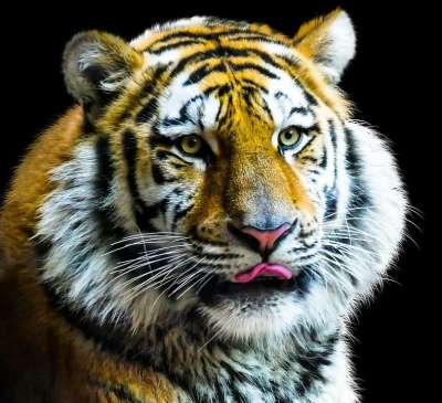 动物 老虎 大猫 Amurtiger 猫 捕食者 危险的