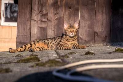 孟加拉 宿醉 猫 老虎 鲭鱼 小猫