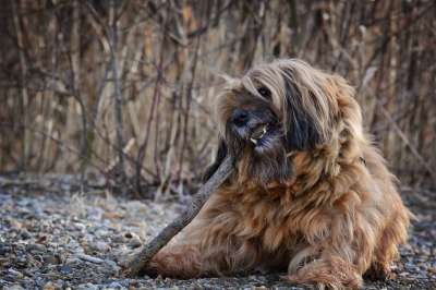 狗 脸 头 西藏小猎犬 动物 家畜 肖像 可爱的 友好的