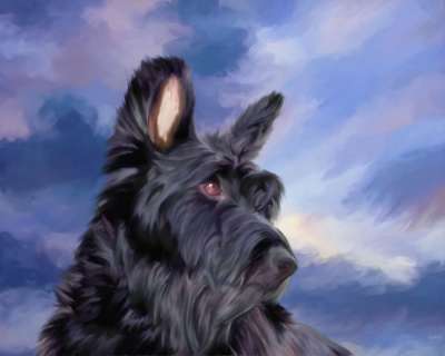 最大限度 狗 犬类 动物 小狗 宠物 可爱的 朋友 纯种