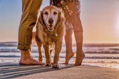 狗 年轻 可爱的 海滩 动物 猎犬 快乐的 金的 自然 幸福