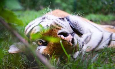 老虎 皇家老虎 猫 野生动物 亚洲 捕食者 食肉动物 自然 荒野