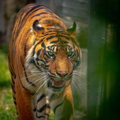 老虎 动物 Animale 动物园 周围的 自然 巨人