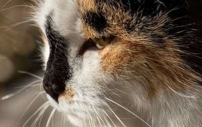猫 哺乳动物 动物 野生动物 幸运猫 肖像