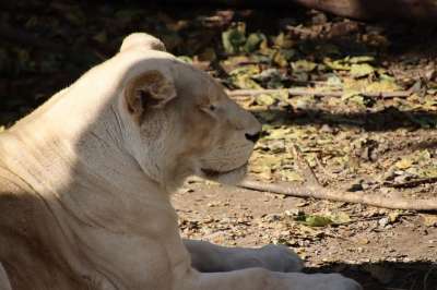 狮子 母狮 猫科动物 动物 哺乳动物 野生猫 野生动物 动物群