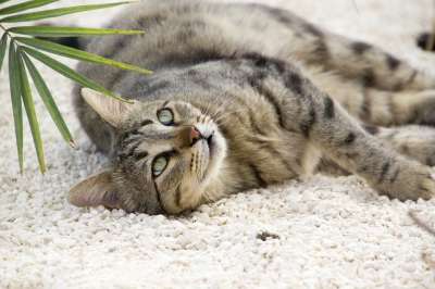 猫 宠物 动物 可爱的 国内的 白色的 小猫 年轻 基蒂 爱