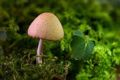 蘑菇 迷你蘑菇 海绵 苔藓 森林蘑菇