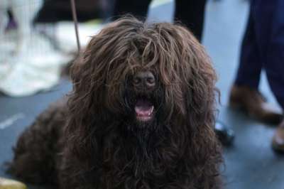 狗 Dogshow 棕色的 肖像 长头发 鼻子 她 品种的狗