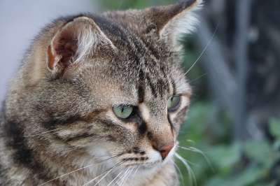 猫 美丽 动物 肖像 外貌 毛皮 眼睛 危险的 自然