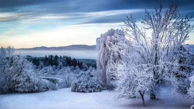 树 多雾路段 景观 雪 冬天 神秘 田园诗般的 情绪 冬季景观