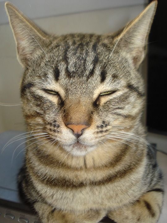 猫 老虎 动物 猫科动物 宠物 头 快乐