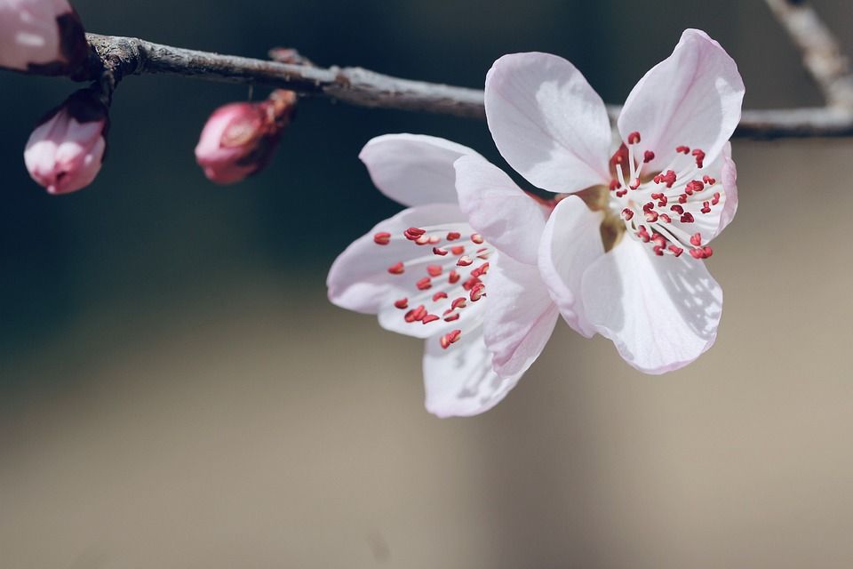 桃花, 花朵, 春天, 枝杈, 盛开, 开花, 粉红色的花朵, 芽, 植物