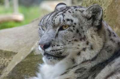 雪豹 猫科动物 野猫 头 捕食者 肉食的 野生动物