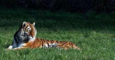 东北虎 老虎 捕食者 猎人 自然 动物 野生动物 危险的 条纹