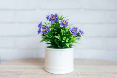 花 自然 植物群 花瓶 叶子 锅 簇 花束 花的 花盆 夏天