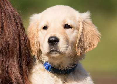 狗 小狗 金毛猎犬 年轻 纯种狗 在免费 户外 家畜