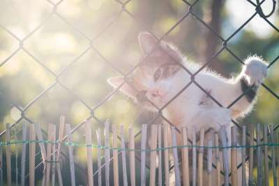 猫咪 动物医院 哺乳动物 动物 老虎 捕食者 毛皮 肉食的 肖像