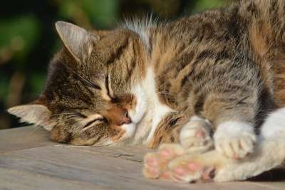 猫咪 猫 动物 享受 宠物 哺乳动物 睡眠 休息