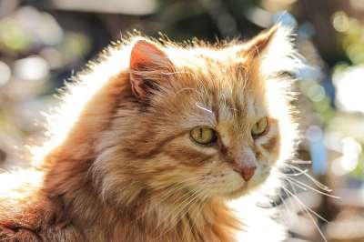 猫 动物 背光 红猫 最喜欢的 宠物 散景 小猫