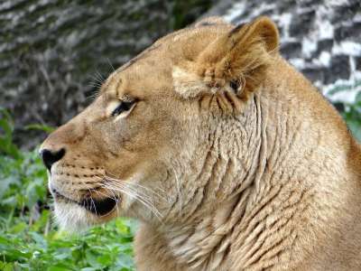 狮子 哺乳动物 兽中之王 动物 野猫 捕食者 野生动物 鬃毛