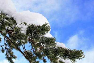冬季 圣诞树 松 雪 景观 比尔 山 四季 天空 晴天 安静