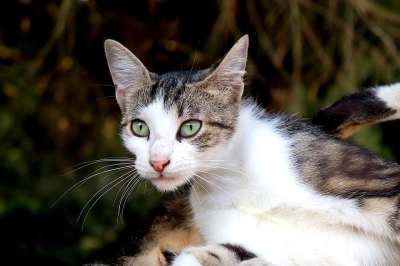 猫 猫科动物 宠物 可爱的 绿眼睛 外套 耳朵 胡须 哺乳动物