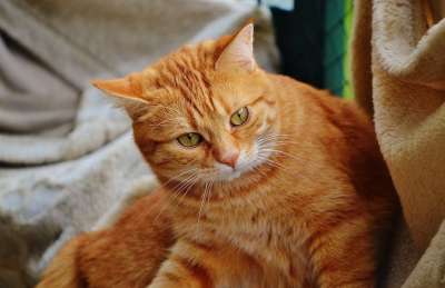 猫 宿醉 红色的 可爱的 鲭鱼 老虎 舒适 动物 家猫 毛皮