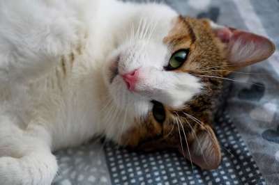 猫 猫科动物 小猫 毯子 休息 动物