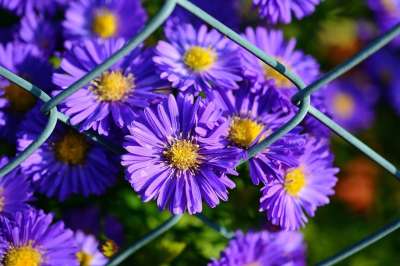 赫布斯塔斯特恩 秋花 花园 开花 Asters 紫色的 蓝色的