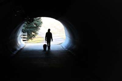 步行 孤 狗 独自的 户外 公园 宠物 轮廓 希望 出现